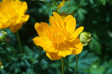 Желтые цветы