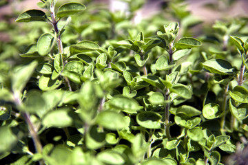 Oregano