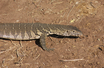 nile monitor in Botswana