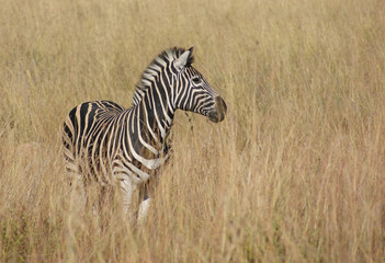 Fototapeta na wymiar Zebra in the savanna