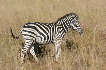 Zebra in the savanna