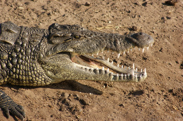 Obraz premium crocodile portrait
