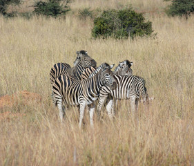 Fototapeta na wymiar Zebras in the savanna