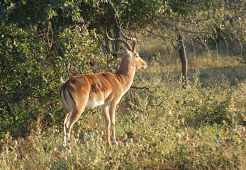 Naklejka na ściany i meble Antelope in Botswana