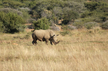 Fototapeta na wymiar White rhinoceros