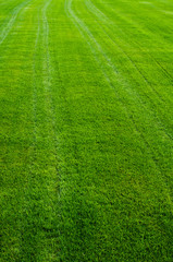 Green grass texture