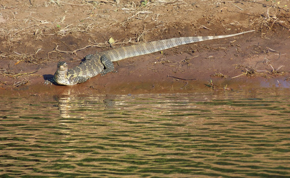 nile monitor in Botswana
