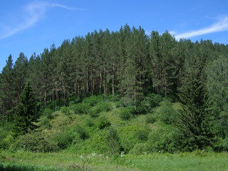 Сосны на холме