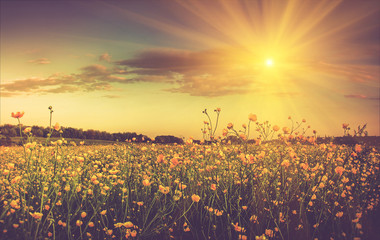 The boundless field and blooming colorful yellow flowers.