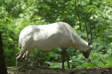 Antelope at Safari Park, Cisarua, Bogor, West Java, Indonesia.