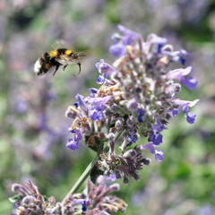 bumblebee