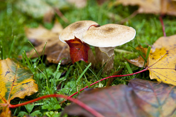 Wiesenpilze im Herbst