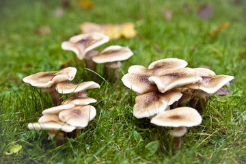 Wiesenpilze im Herbst