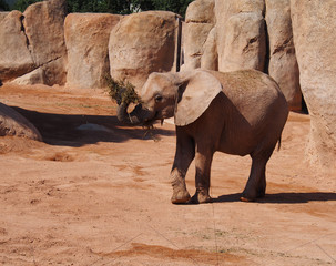 African elephant with raised trunk in a zoo