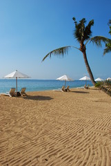 The palm tree on the beach