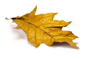 goldgefärbtes Eichenblatt