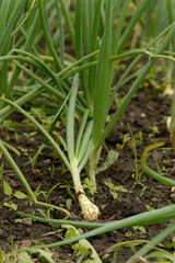 Obraz premium Scallion, green onion or spring onion
