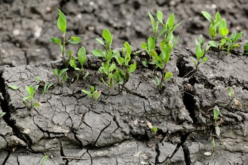 Grass sprouts on the cracked earth