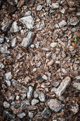 Bark of tree texture