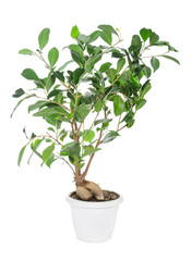 Ficus ginseng in pot