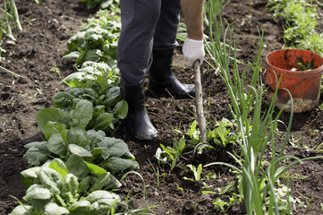 Fototapeta premium Man working garden with a hoe