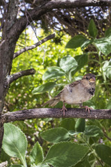 Wild Sparrow Brazilian Garden