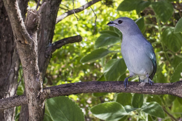 Birdie greyish blue tanager