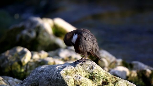 Wasseramsel  Gefiederpflege Putzend Cinclus cinclus