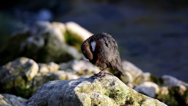 Wasseramsel  Gefiederpflege Putzend Cinclus cinclus