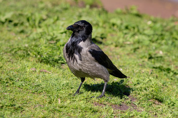 Fototapeta premium Portrait of a crow