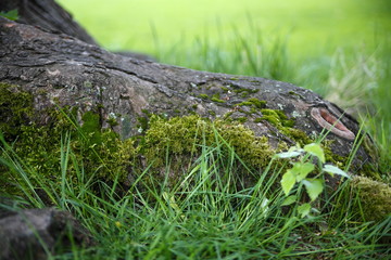 Obraz premium Moos und Gras an einer Baumwurzel