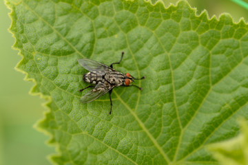 Flies