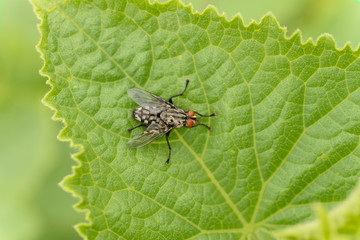 Flies are adapted for aerial movement.