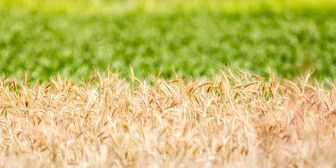Golden harvest background.