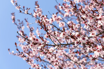 Pink Sakura Cherry Tree Flowers In Spring