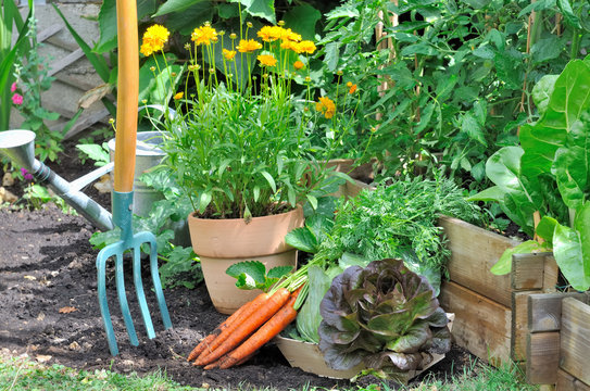 potager , fleurs et outils de jardinage 