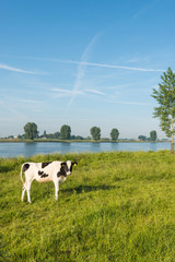 Young cow on the banks of river early in the morning