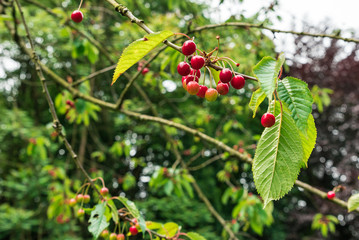 Kirschen auf dem Kirschbaum