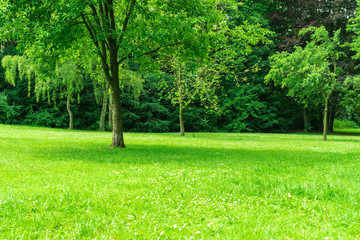 Fototapeta na wymiar Park mit grüner Spielwiese
