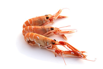 Langoustes