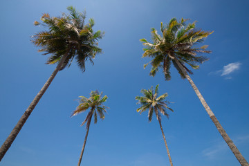 coconut palm