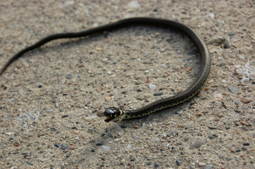 Snake