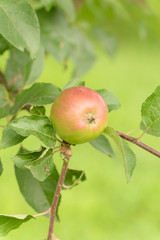 Apple tree