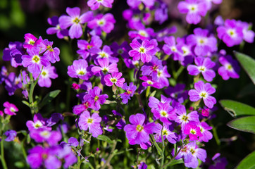 Fleurs mauves © eloleo