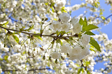 weiße Kirschblüte