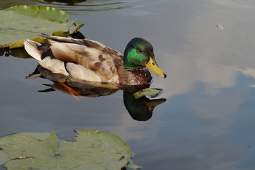 mallard duck on water surface
