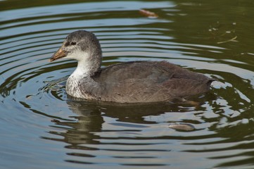 Fulica atra - Young chicks on water surface

