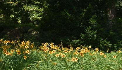 Obraz premium jardin fleuri