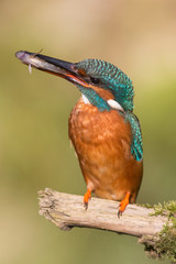 Eisvogel