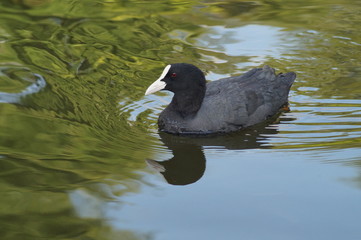 Fulica atra on water surface
